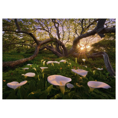 Heye - Puzzle Calla Clearing - Puzzels - +14 - HEY29906