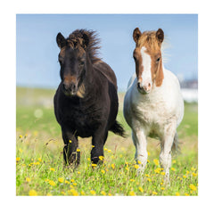 Ravensburger - Schattige Pony's - 3x49 Stukken - Puzzel