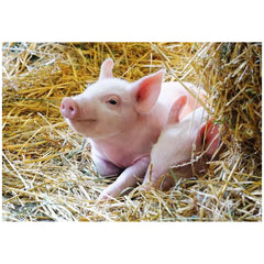 Ravensburger - Onze Boerderijdieren - 2x12 Stukken - Puzzels