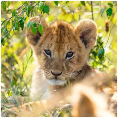 Ravensburger - Panda Tijger En Leeuw - 3x49 Stukken - Puzzels