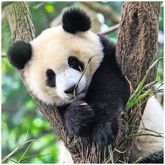 Ravensburger - Panda Tijger En Leeuw - 3x49 Stukken - Puzzels