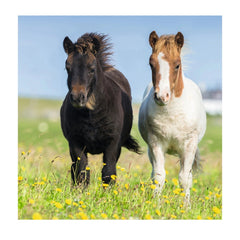 Ravensburger - Schattige Pony's - 3x49 Stukken - Puzzel