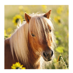 Ravensburger - Schattige Pony's - 3x49 Stukken - Puzzel