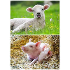 Ravensburger - Onze Boerderijdieren - 2x12 Stukken - Puzzels