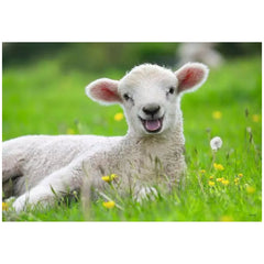 Ravensburger - Onze Boerderijdieren - 2x12 Stukken - Puzzels