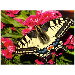 Ravensburger - Puzzel 500 Stukken Kleurrijke Dieren - Puzzels