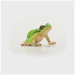 Schleich - Wild Life - European Tree Frog - Action & Toy Figures - 14882