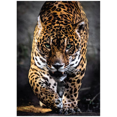 Clementoni High Quality Collection - Walk Of The Jaguar 1000 Pcs Puzzle
