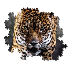 Clementoni High Quality Collection - Walk Of The Jaguar 1000 Pcs Puzzle