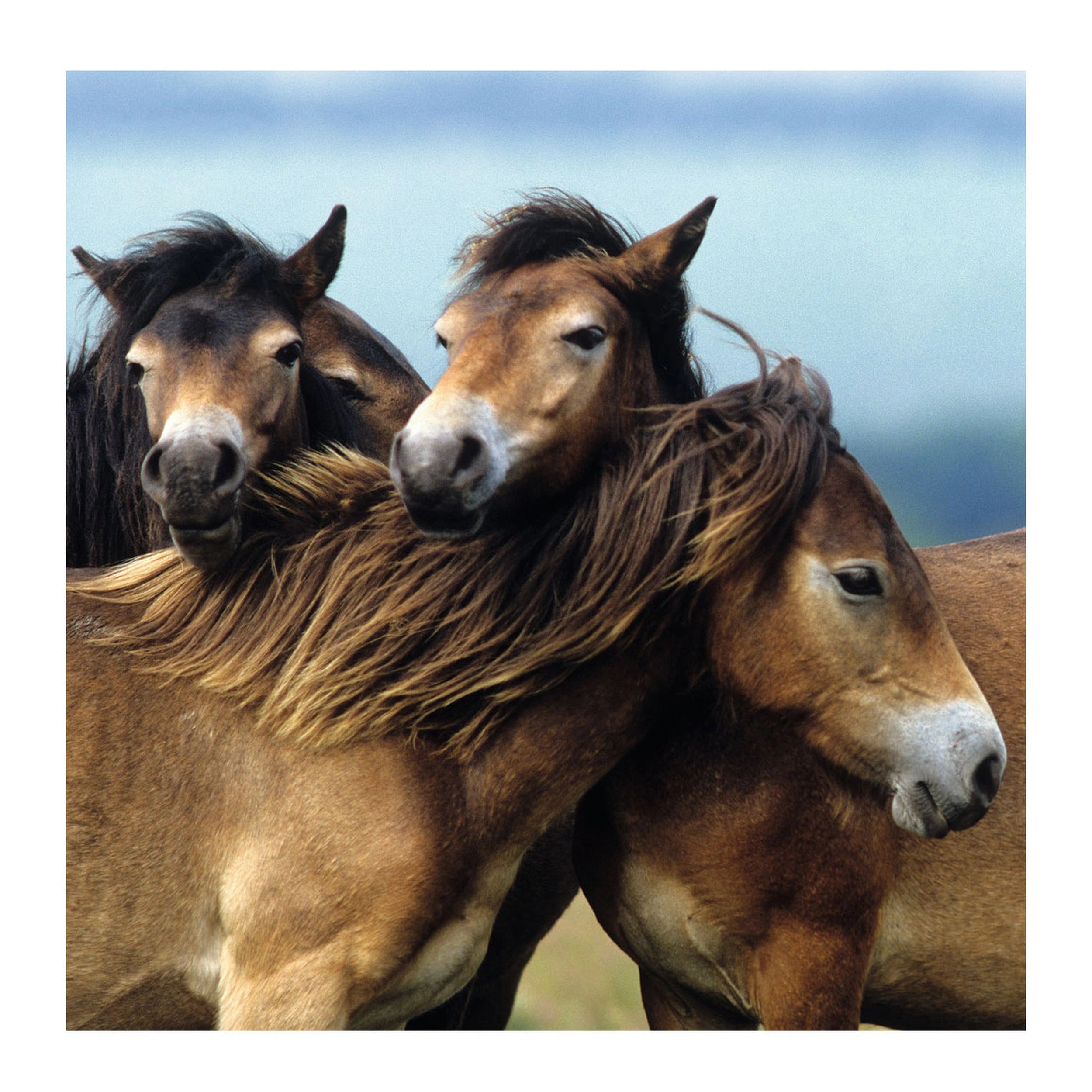 Ravensburger - Schattige Pony's - 3x49 Stukken - Puzzel