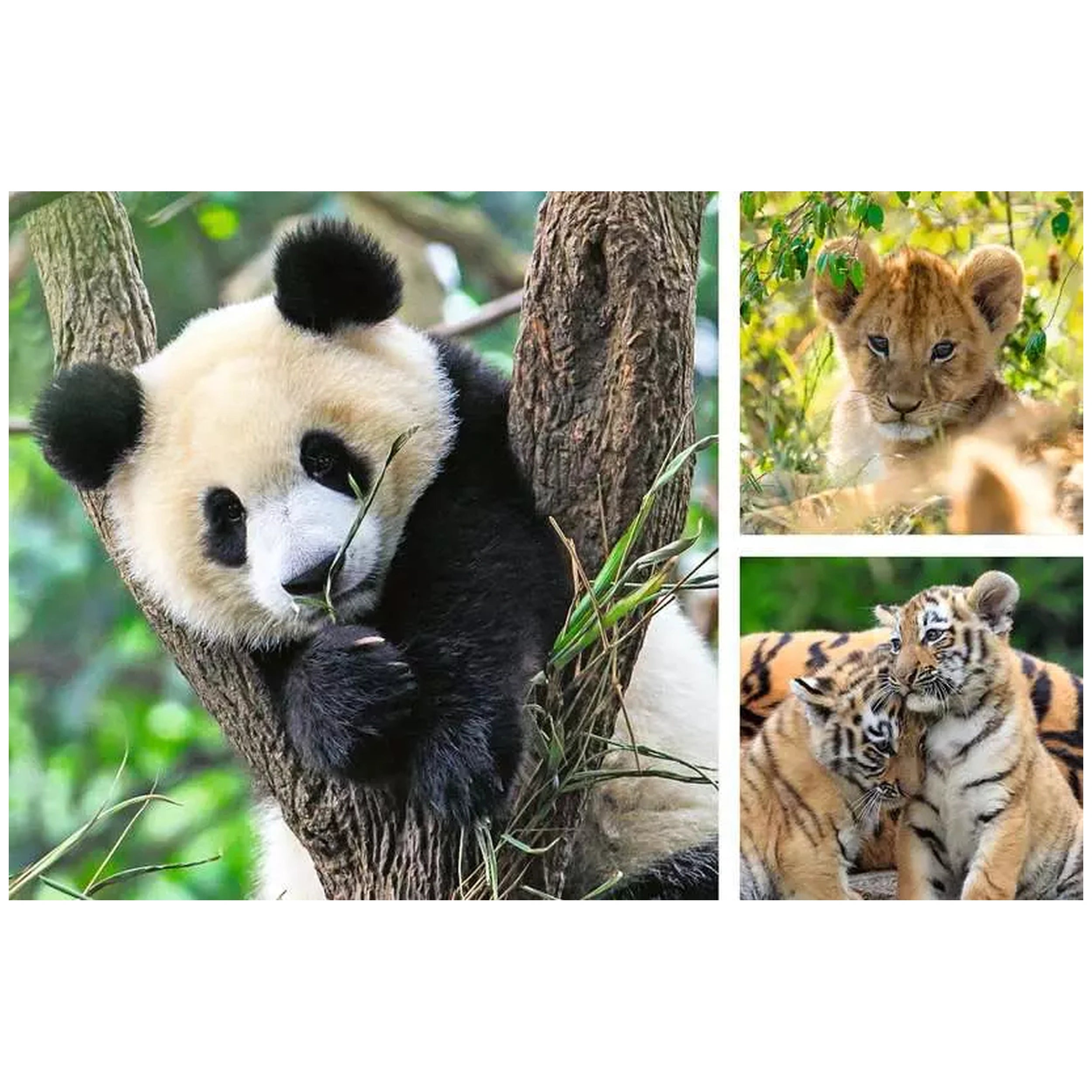 Ravensburger - Panda Tijger En Leeuw - 3x49 Stukken - Puzzels