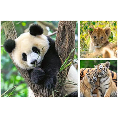Ravensburger - Panda Tijger En Leeuw - 3x49 Stukken - Puzzels