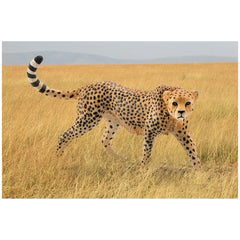 Schleich - Wild Life - Cheeta Vrouwelijk - Actie- en Speelgoedfiguren - 14746
